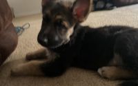 German Shepherd Puppies for sale in Nampa, ID, USA. price: $850