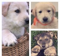 German Shepherd Puppies for sale in Milaca, MN 56353, USA. price: $650