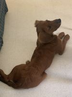 German Shepherd Puppies for sale in Charlottesville, VA, USA. price: $200