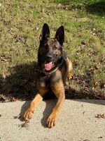 German Shepherd Puppies for sale in Buford, GA, USA. price: $350