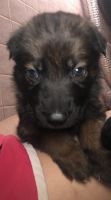 German Shepherd Puppies for sale in Detroit, MI, USA. price: $900