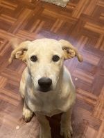 German Shepherd Puppies for sale in 3367 Pate Creek View, Snellville, GA 30078, USA. price: $150