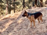 German Shepherd Puppies for sale in Youngstown, OH 44512, USA. price: $800