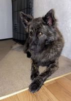 German Shepherd Puppies for sale in Greer, SC, USA. price: $500
