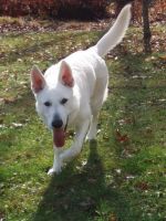 German Shepherd Puppies for sale in Morris, CT, USA. price: $500