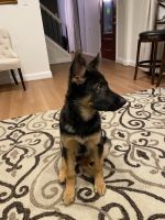 German Shepherd Puppies for sale in Herndon, VA 20170, USA. price: $2,000