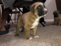 German Shepherd Puppies for sale in Huntsville, AL, USA. price: $100