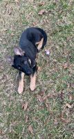 German Shepherd Puppies for sale in Atlanta, GA, USA. price: $850