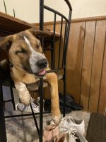 German Shepherd Puppies for sale in 8577 Greenway Ave S, Cottage Grove, MN 55016, USA. price: $400