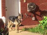 German Shepherd Puppies for sale in Mobile County, AL, USA. price: NA