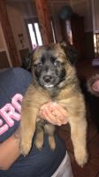 German Shepherd Puppies for sale in Cartersville, GA, USA. price: $120