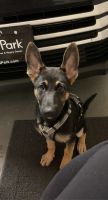 German Shepherd Puppies for sale in Tempe, AZ 85281, USA. price: $750