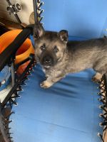 German Shepherd Puppies for sale in LaGrange, GA, USA. price: $1