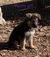 German Shepherd Puppies for sale in Suwanee, GA 30024, USA. price: $1,200