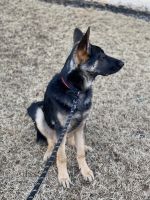 German Shepherd Puppies for sale in Duluth, GA, USA. price: $2,000