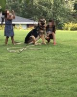 German Shepherd Puppies for sale in Duluth, GA, USA. price: NA