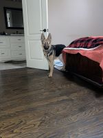 German Shepherd Puppies for sale in Columbus, GA, USA. price: $2,000