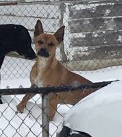 German Shepherd Puppies for sale in Lima, OH, USA. price: $100