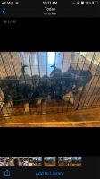 German Shepherd Puppies for sale in Amarillo, TX 79108, USA. price: $500
