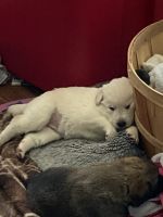 German Shepherd Puppies for sale in Aiken, SC, USA. price: $600