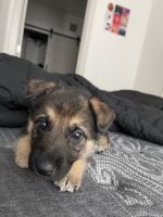 German Shepherd Puppies for sale in Chandler, AZ, USA. price: $700