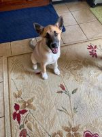 German Shepherd Puppies for sale in Pickerington, OH, USA. price: $600