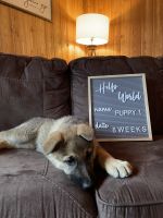 German Shepherd Puppies for sale in Grand Rapids, MN 55744, USA. price: NA
