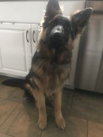 German Shepherd Puppies for sale in Ashland, OH 44805, USA. price: $1,500
