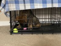 German Shepherd Puppies for sale in Gainesville, VA, USA. price: $1,200