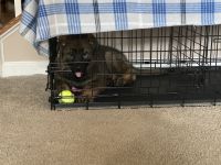 GSD PUP FOR SALE