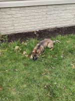 GSD PUP FOR SALE