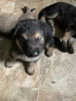 German Shepherd Puppies for sale in Wolverine, MI 49799, USA. price: $1,000