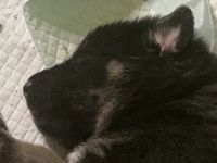 Akc German Shepherd puppies