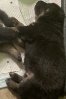 Akc German Shepherd puppies