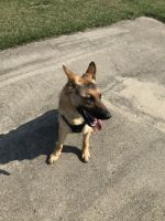 German Shepherd Puppies for sale in Economy, IN 47339, USA. price: $150