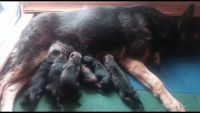 German Shepherd Puppies for sale in Buckeye, AZ, USA. price: NA
