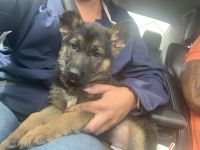 German Shepherd Puppies for sale in North Olmsted, OH, USA. price: $750