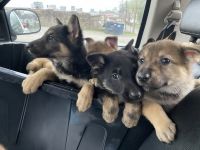 German Shepherd Puppies for sale in Piketon, OH 45661, USA. price: $800