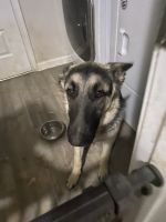 German Shepherd Puppies for sale in Calhoun, GA 30701, USA. price: $2,500