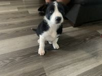 German Shepherd Border Collie Mix