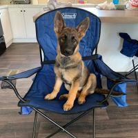 German Shepherd Puppies for sale in Travelers Rest, SC 29690, USA. price: NA