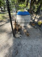 German Shepherd Puppies for sale in Inglis, FL 34449, USA. price: $350
