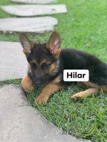 German Shepherd Puppies for sale in Chantilly, VA, USA. price: $2,200