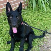 German Shepherd Puppies for sale in 449 S Centerville Rd, Lancaster, PA 17603, USA. price: $2,000