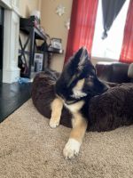 German Shepherd Puppies for sale in Union City, GA, USA. price: $2,500