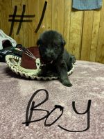 German Shepherd Puppies for sale in Tucson, AZ, USA. price: $500