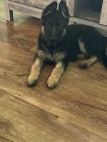 German Shepherd Puppies for sale in Fort Stewart, GA 31315, USA. price: $1,000