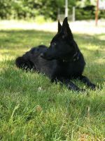 German Shepherd Puppies for sale in Lancaster, PA, USA. price: $500