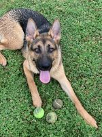 German Shepherd Puppies for sale in Houston, TX 77082, USA. price: $900