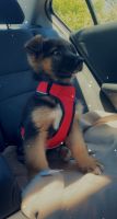 German Shepherd Puppies for sale in Sunrise Ridge Pl, Powell, OH 43065, USA. price: $1,200